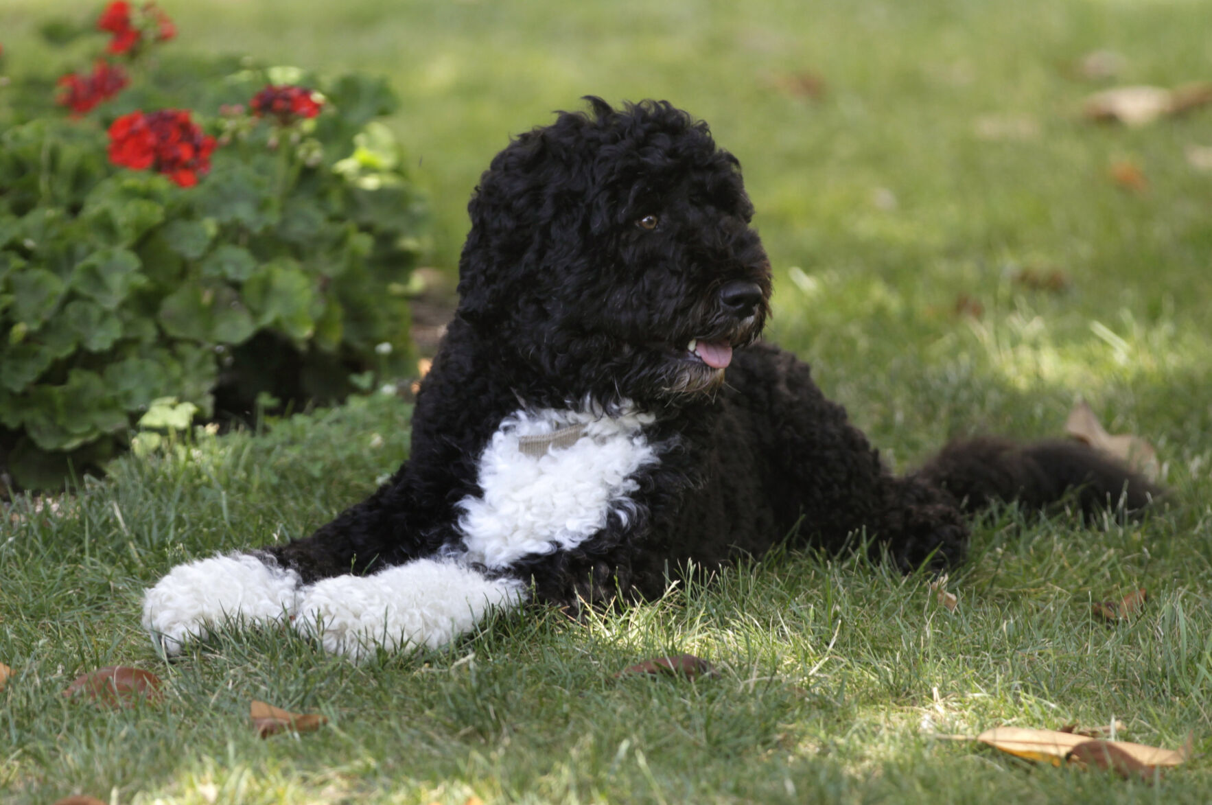 Obama Dog